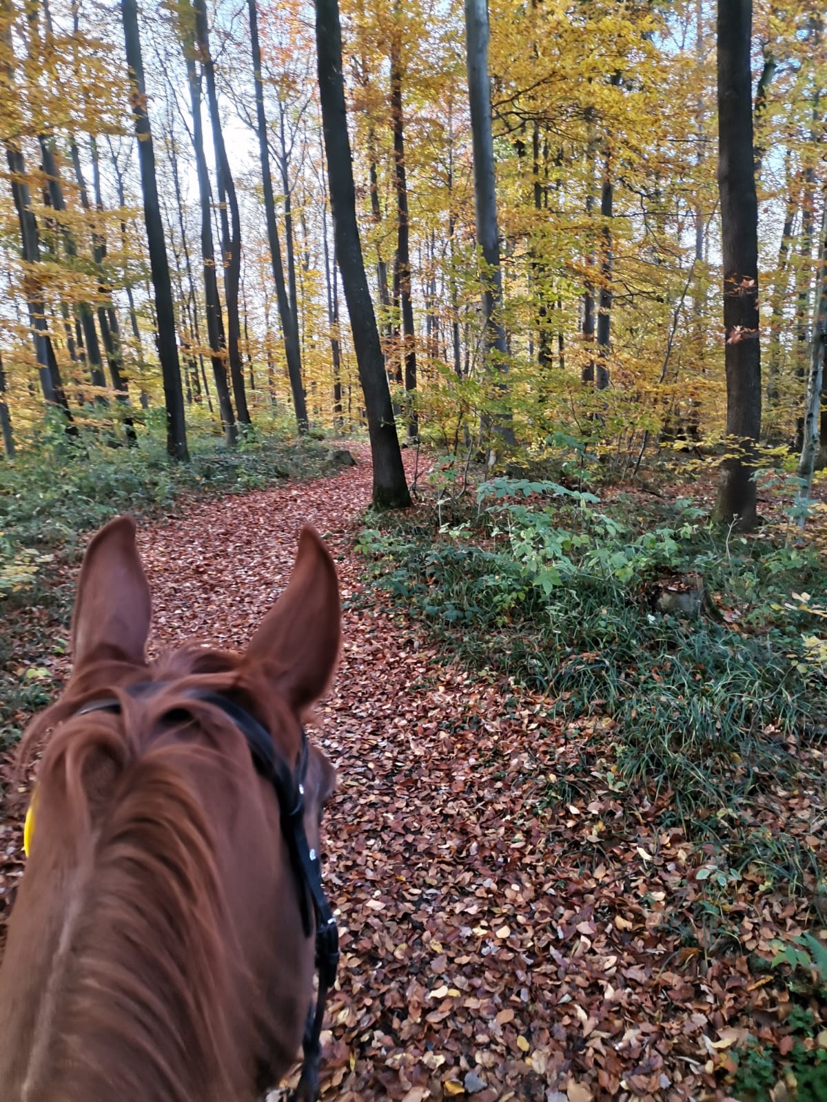 Ausritt durch den herbstlichen Wald