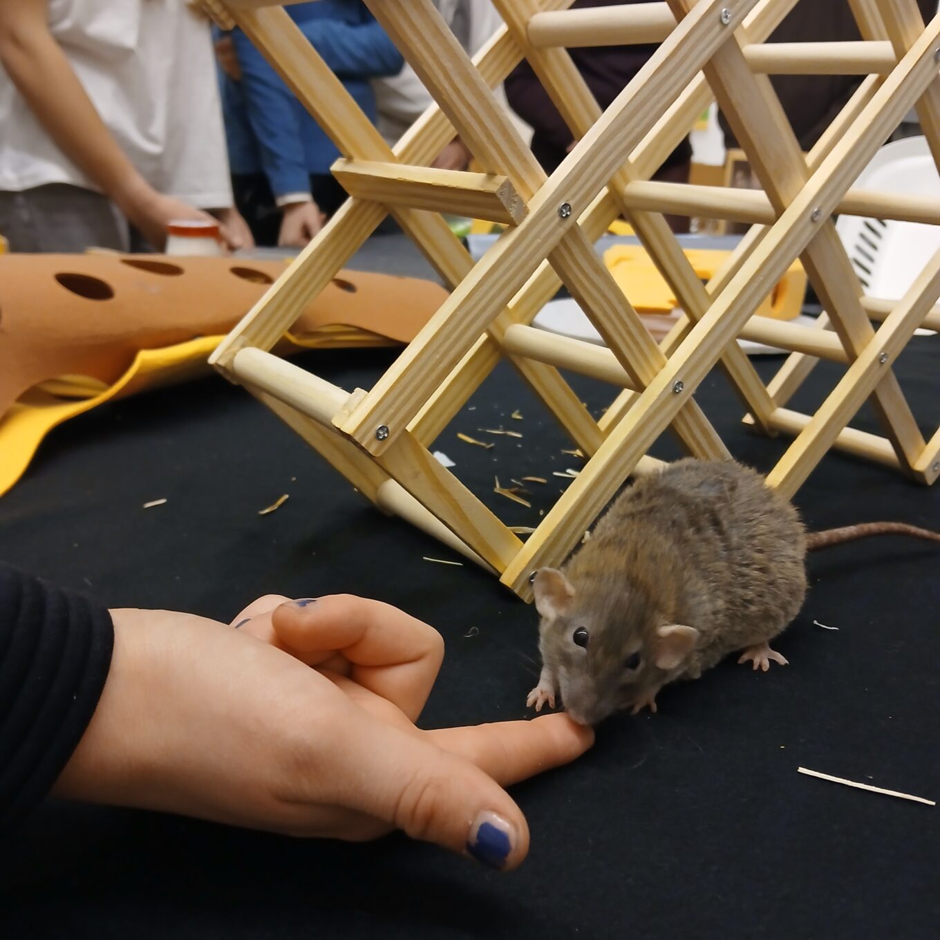 Von Ratten und Schnecken Von Ratten und Schnecken