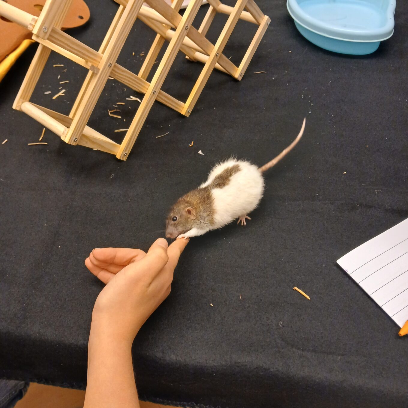 Von Ratten und Schnecken Von Ratten und Schnecken