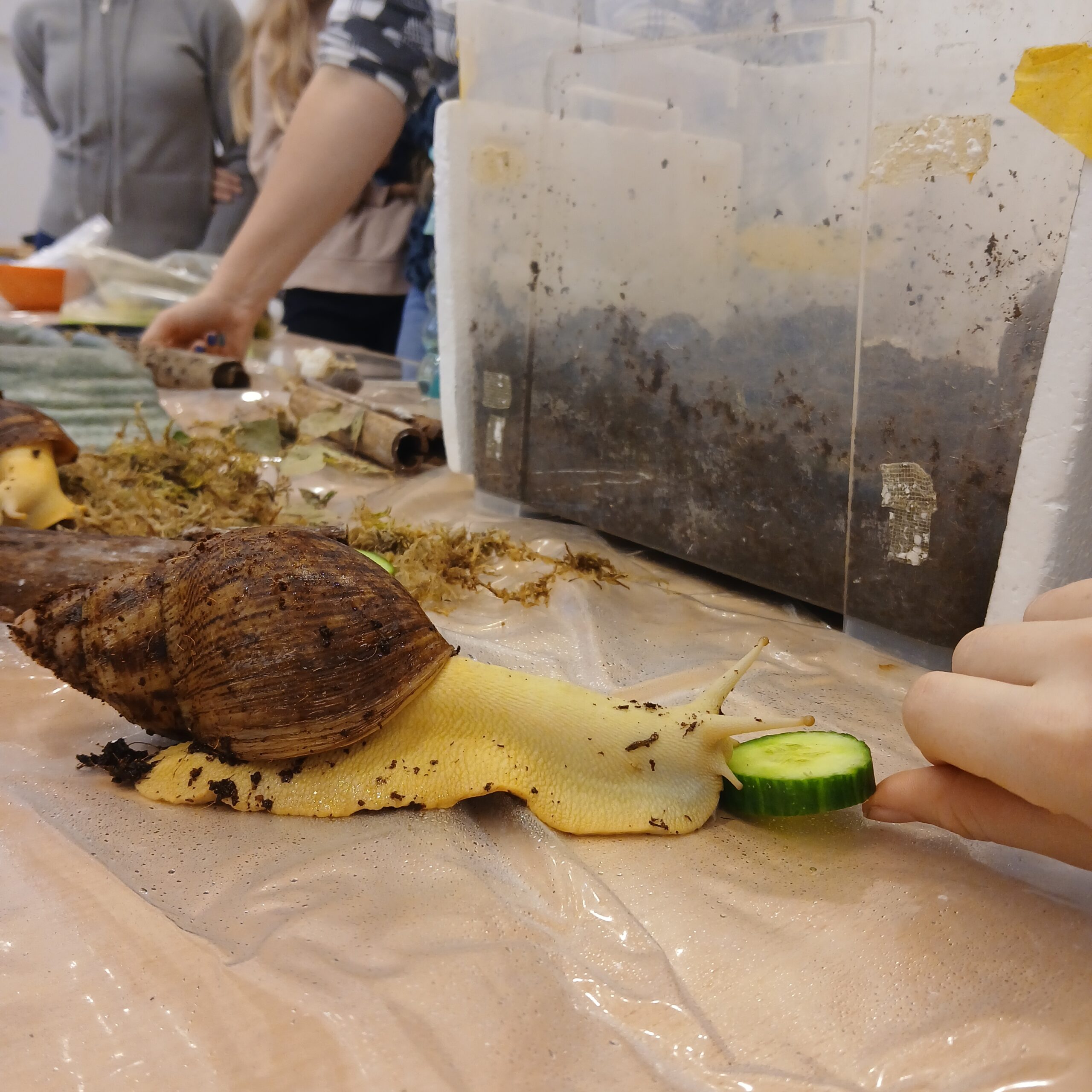 Von Ratten und Schnecken