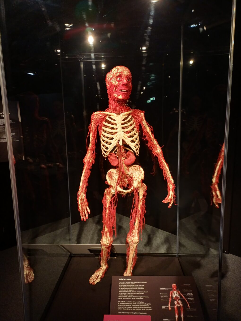 Körperwelten – eine faszinierende Reise ins Innere Körperwelten – eine faszinierende Reise ins Innere