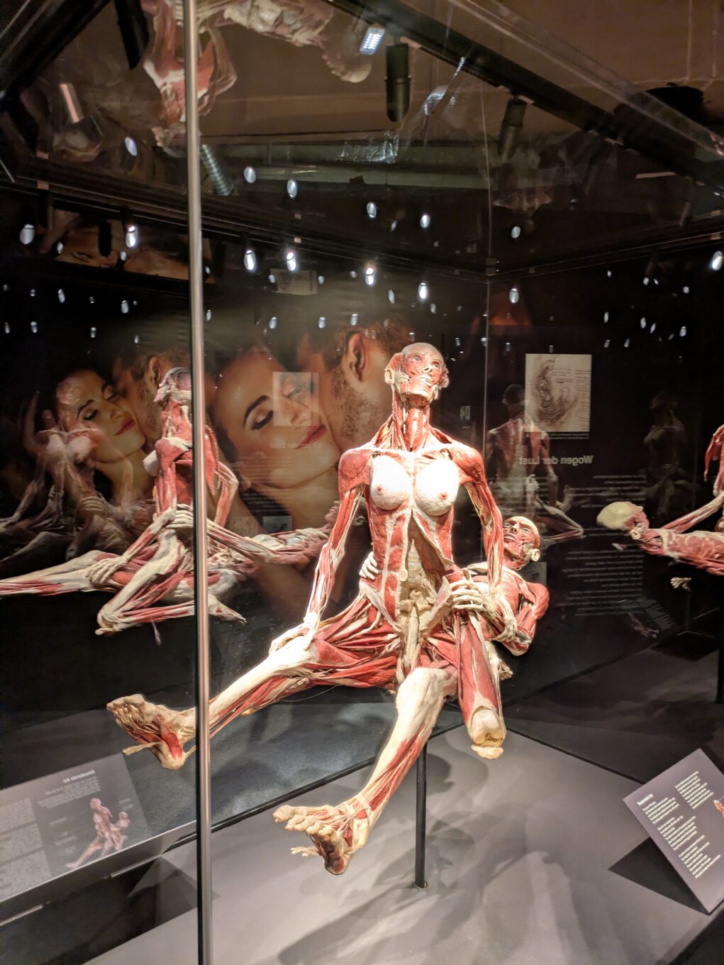 Körperwelten – eine faszinierende Reise ins Innere Körperwelten – eine faszinierende Reise ins Innere