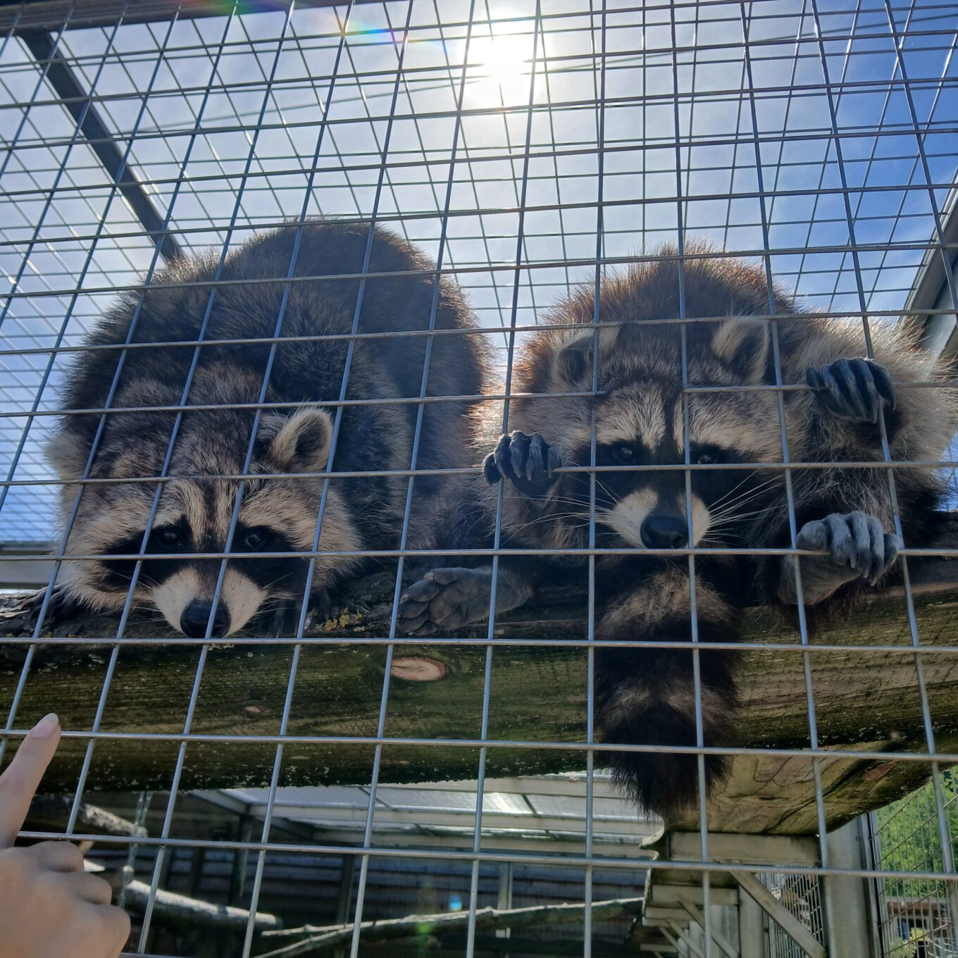 Schule? Im Tierpark!