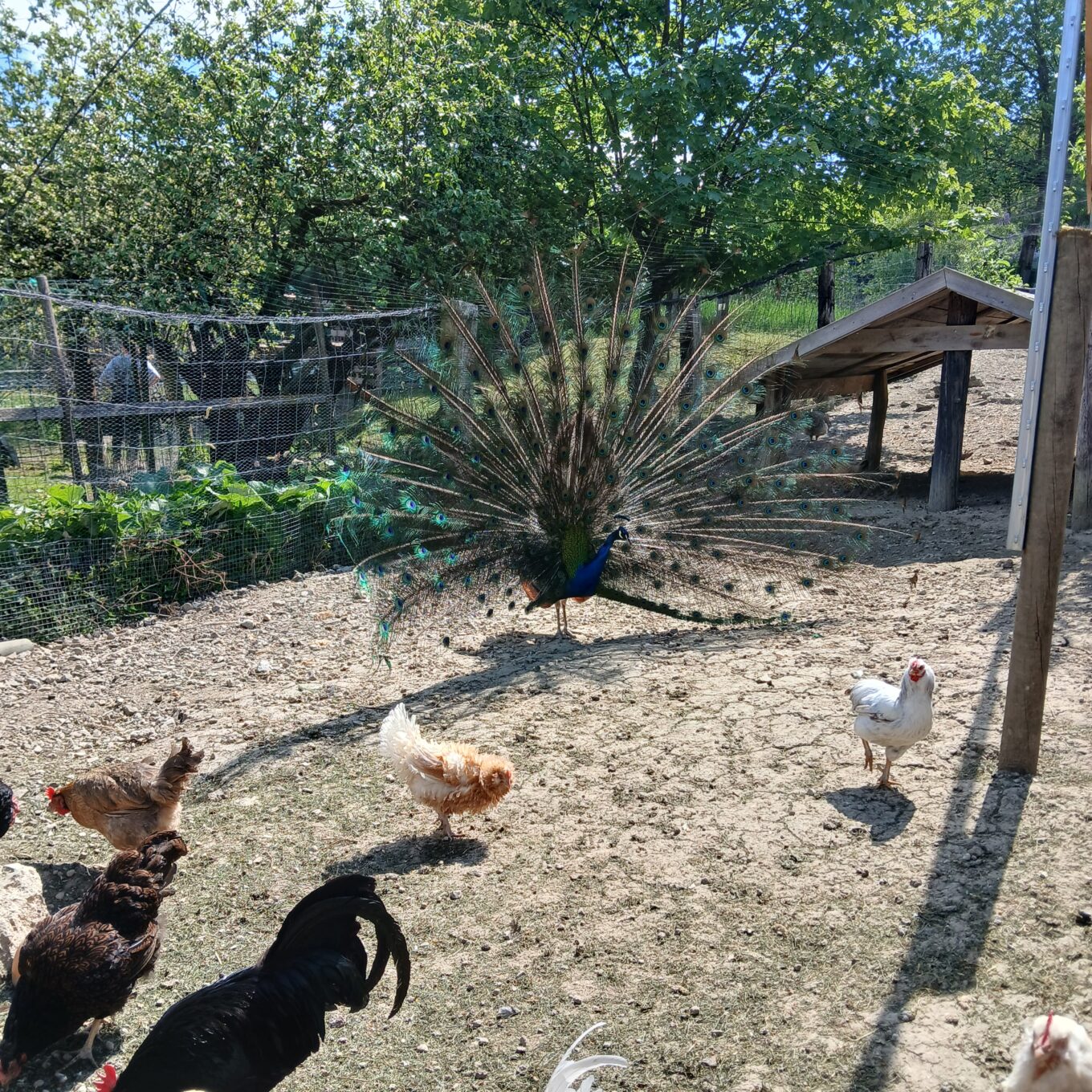Schule? Im Tierpark!